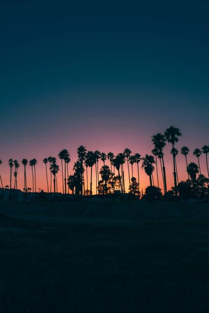 Palm trees silhouetted against pink and blue sunset sky
