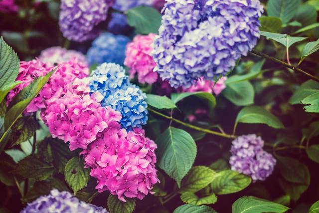 Vibrant pink, blue, and purple hydrangea flowers in bloom