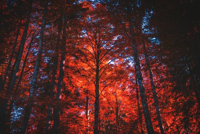 Vibrant autumn forest with red and orange foliage