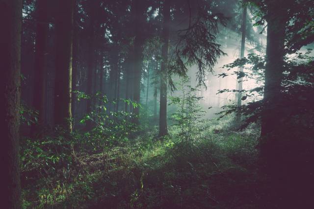 Misty foggy forest with moss-covered ground and tall evergreen trees