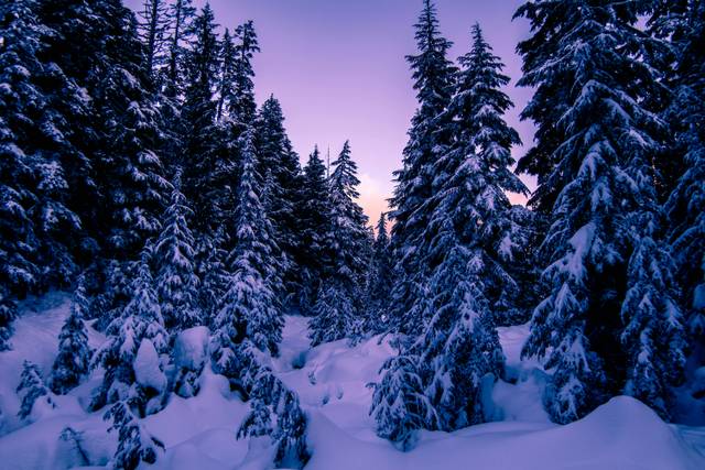 Snow-covered evergreen trees at twilight with pink and purple sky