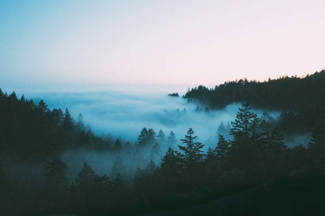 A serene landscape of dense evergreen forest shrouded in thick, rolling morning fog under a pale blue dawn sky, with treetops emerging from the mist.