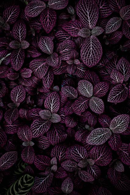 Purple and pink fittonia leaves creating intricate natural pattern