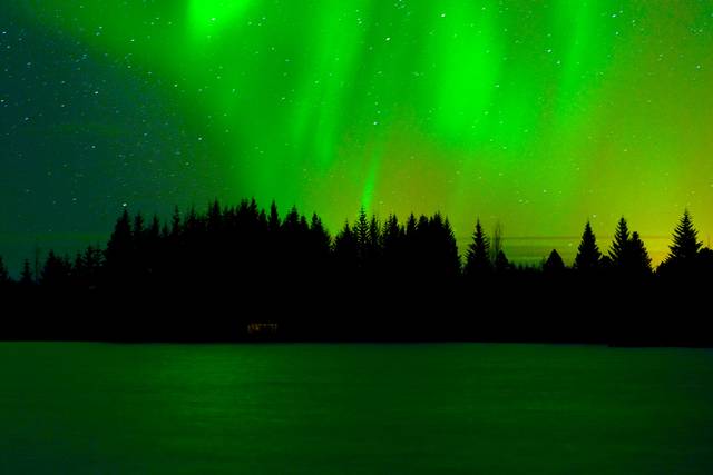 Dramatic aurora borealis over silhouetted pine trees
