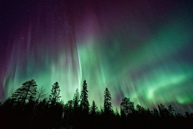Vibrant green and purple northern lights dancing across a starry night sky, with tall silhouetted pine trees in the foreground against a dark forest horizon.