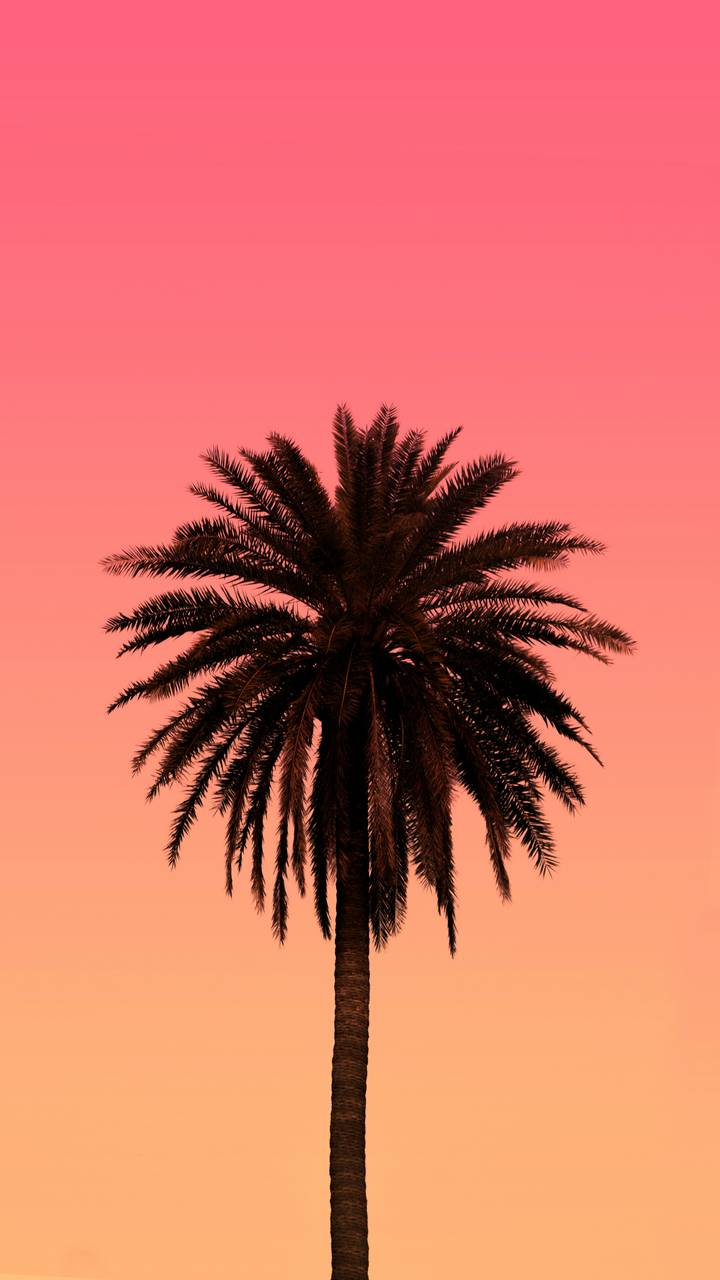 Silhouette of palm tree against a pink to orange sunset gradient