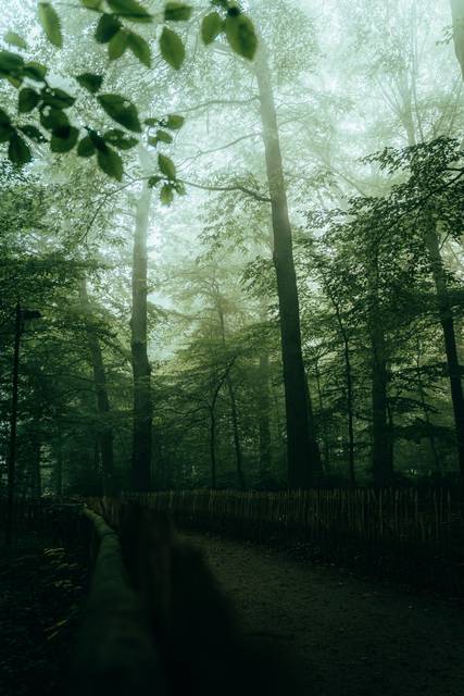 Tall trees in misty green forest with atmospheric fog