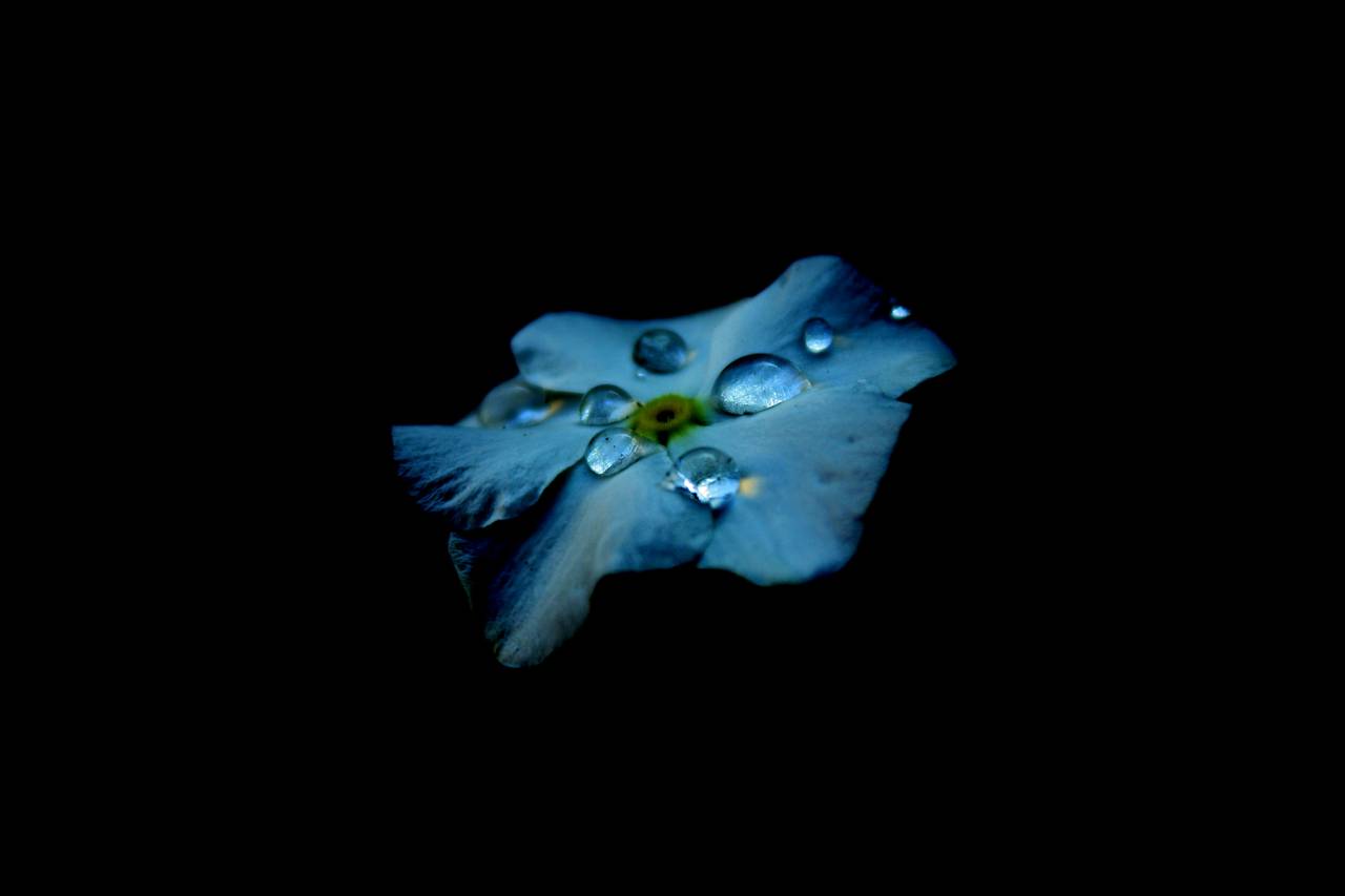 Dewdrops on blue hydrangea